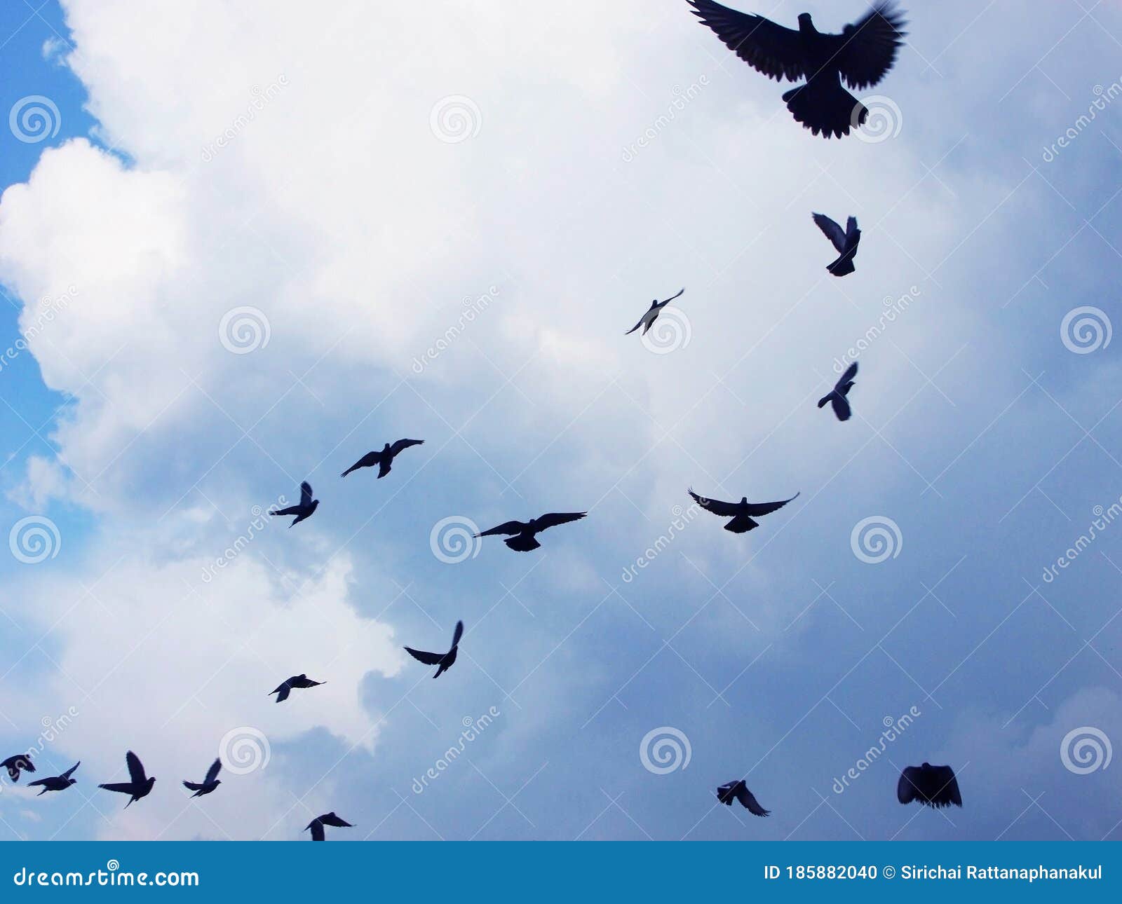 Low Angle View of Bird Flying on Blue Sky, Bird with Clear Sky Background,  Stock Photo - Image of nature, clear: 185882040