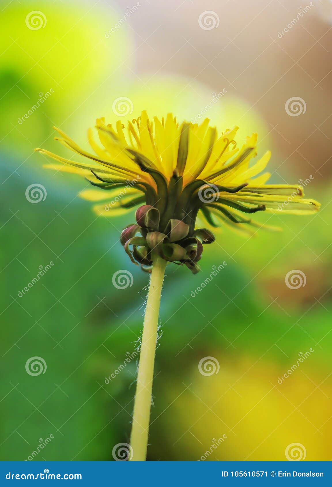 low angle view dandelion with bright green petals and curls