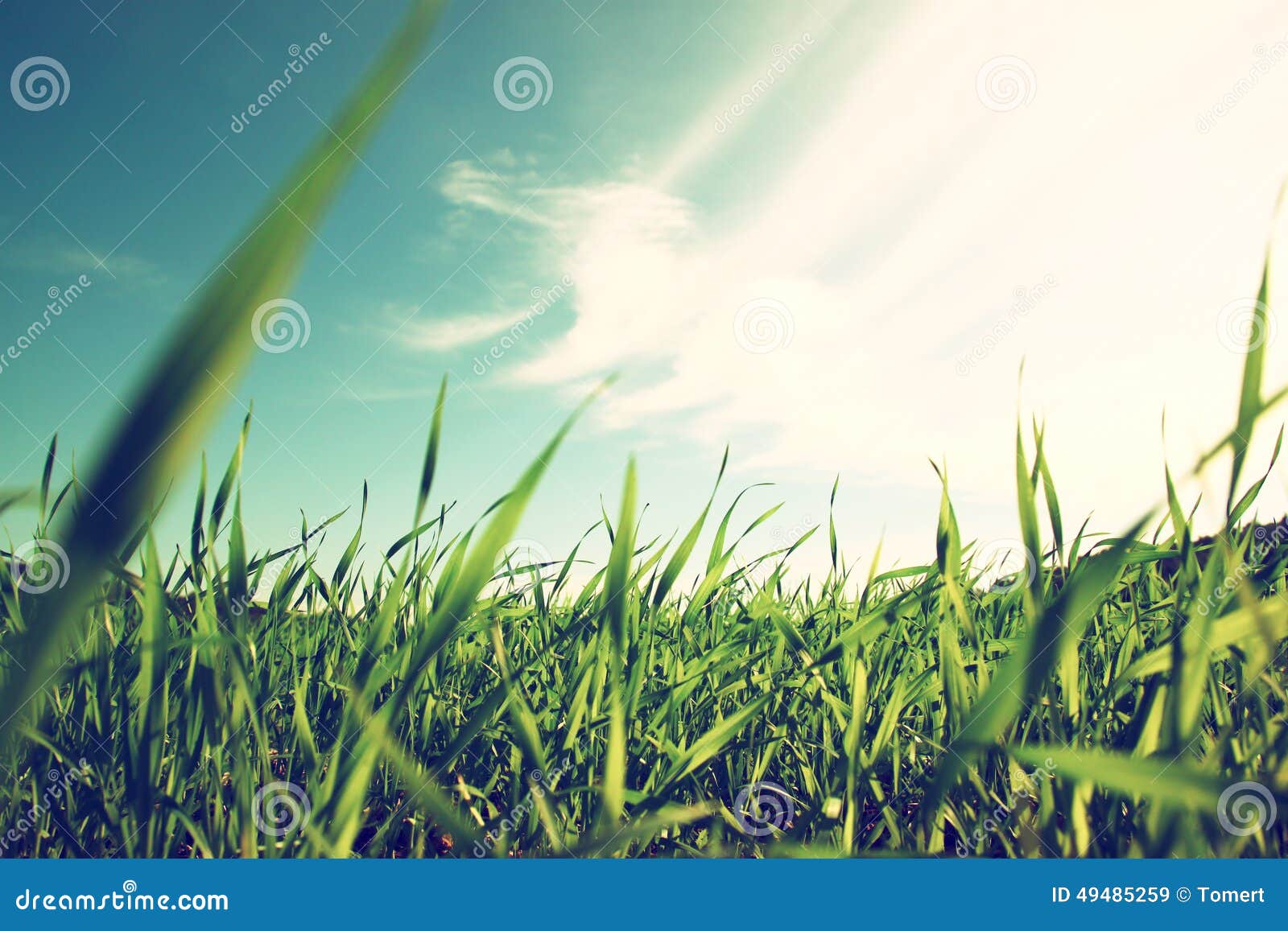 low angle view of fresh grass against blue sky with clouds.