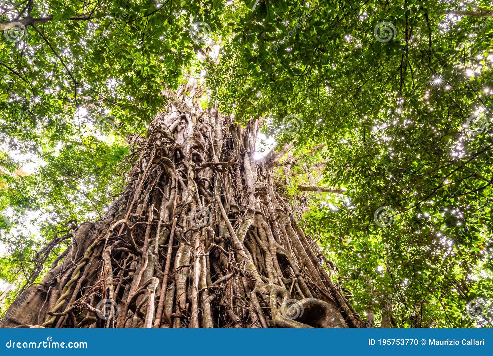 Low Angle View of a Huge Australian Strangler Fig Tree Stock Photo