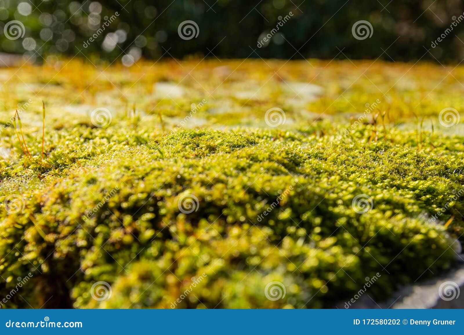 Low Angle View Over a Carpet of Green Moss Stock Photo Image of