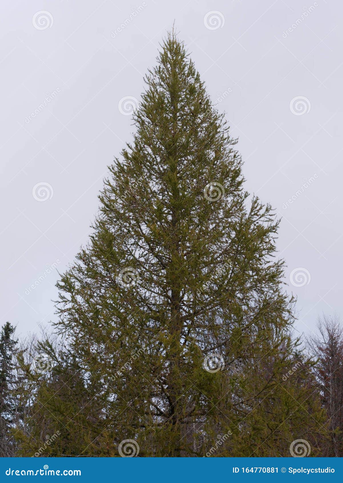 Spruce or Pine Tree. Christmas Tree Cultivation Stock Image Image of