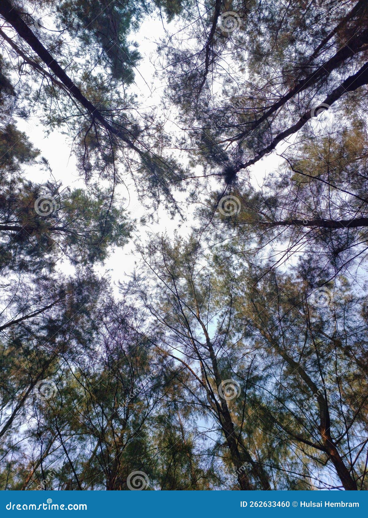 low angle view of spruce trees