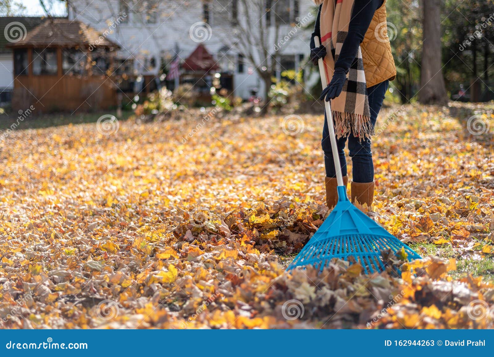 Raking leaves in fall stock image. Image of lifestyle - 162944263