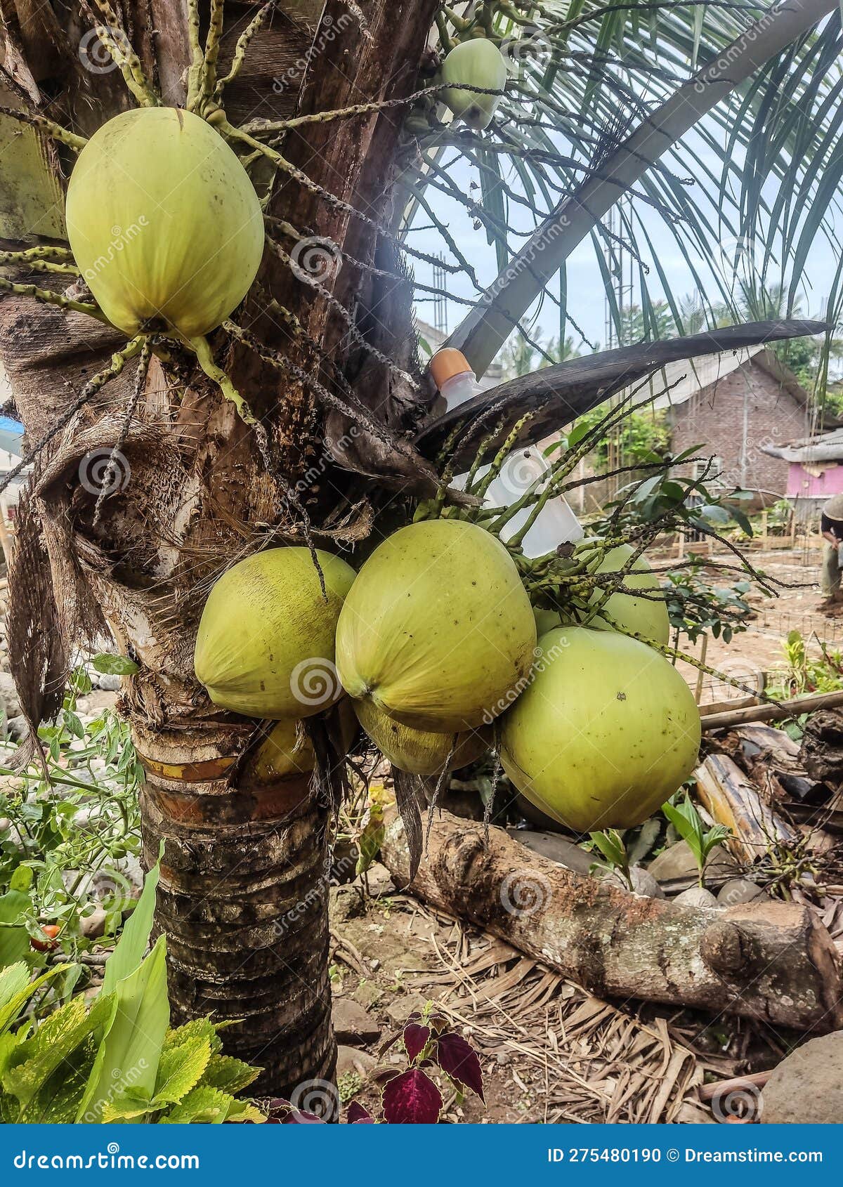 Low Coconut Tree with Coconut Fruit Stock Photo Image of fruit, tree 275480190
