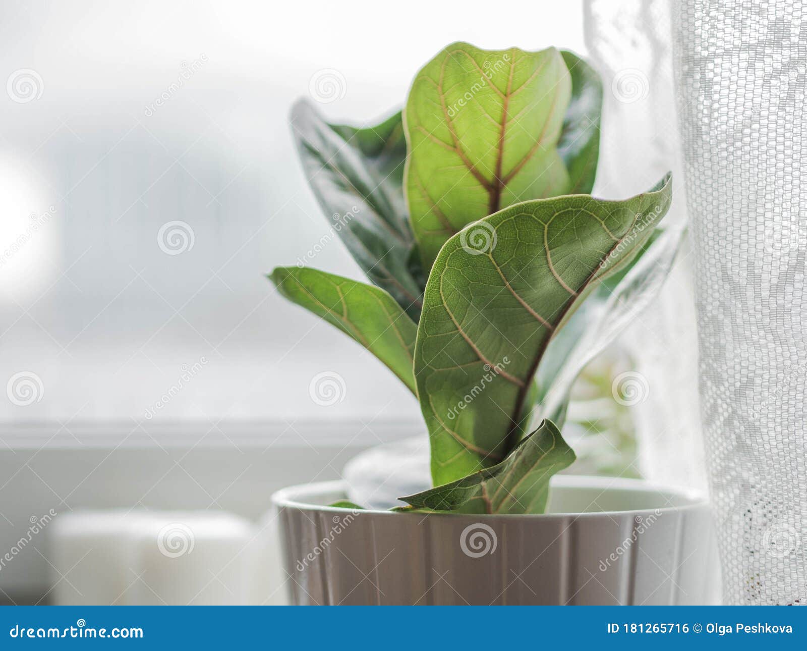 low green ficus lyrate in a cache-pot on the windowsill. copy space