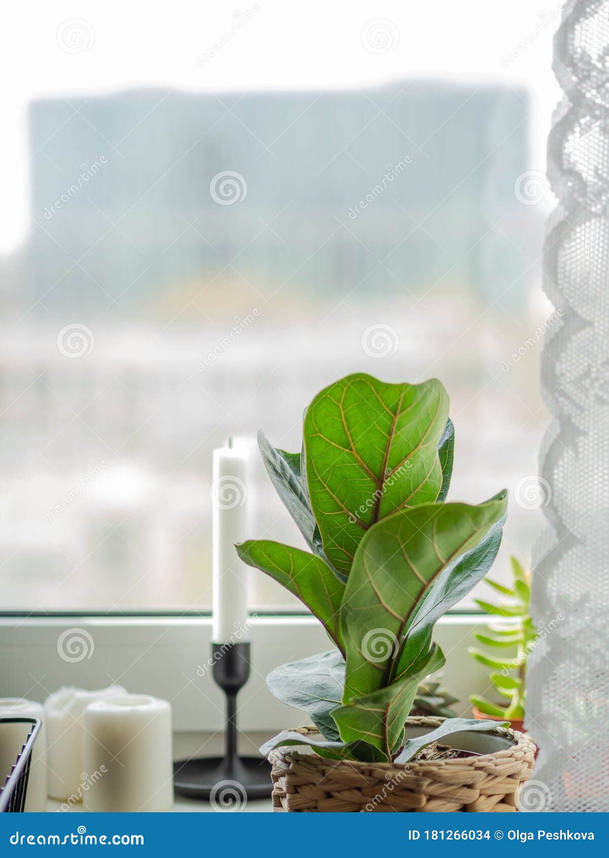 low green ficus lyrate in a cache-pot on the windowsill. copy space
