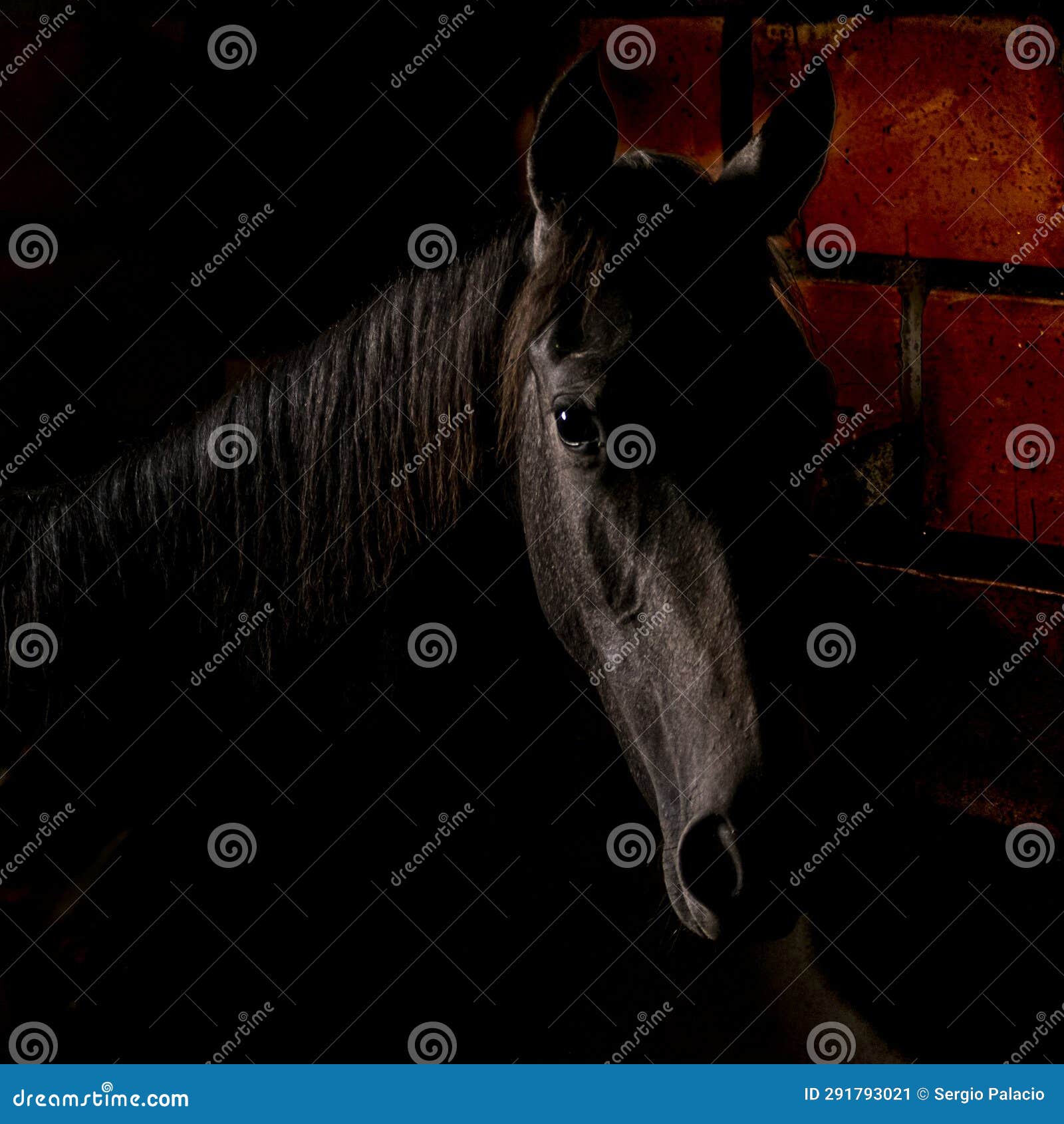 horse portrait in a stable