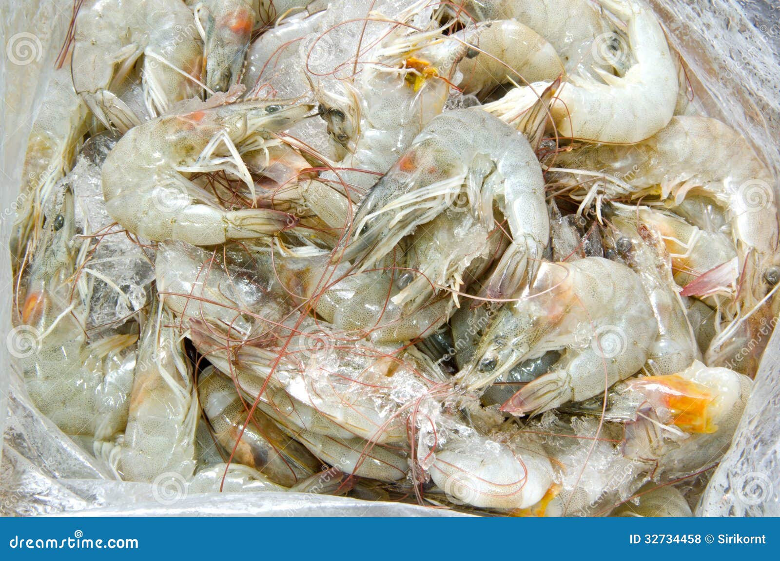 Low Price Fresh Shrimp in the Market Stock Photo Image of ocean