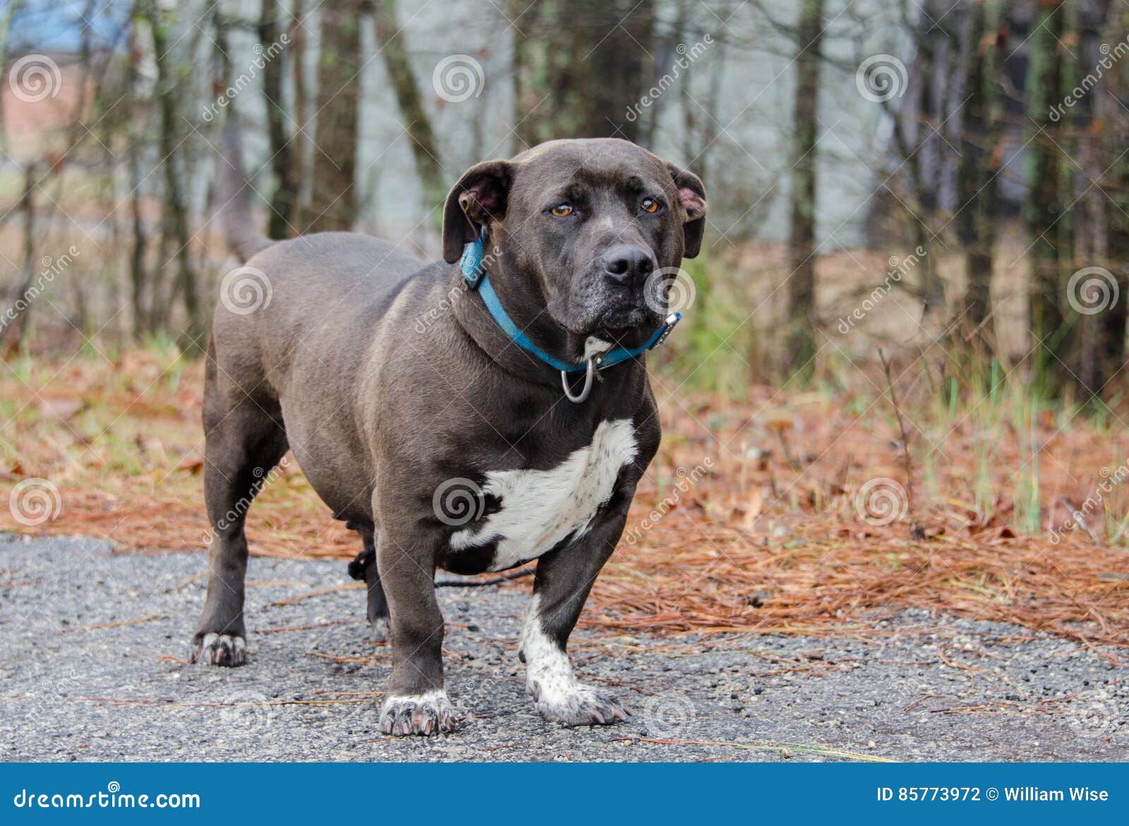 Involved Catastrophic Deny Low-rider Bulldog Mixed Breed Dog Stock Photo - Image of mutt, williamwisephoto: 85773972 Involved Catastrophic Deny Low-rider Bulldog Mixed Breed Dog Stock Photo - Image of mutt, williamwisephoto: 85773972