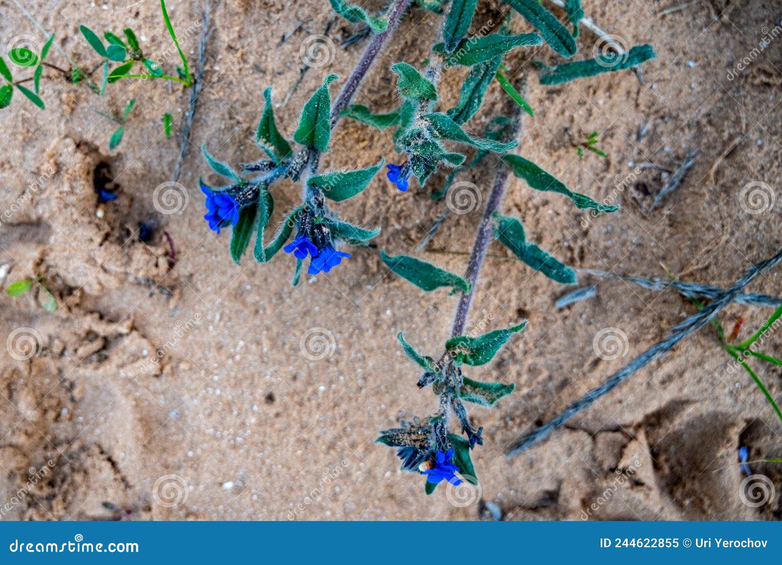 a low shrub of blue small flowers on long emerald stems is called trichodesma zeylanicum.