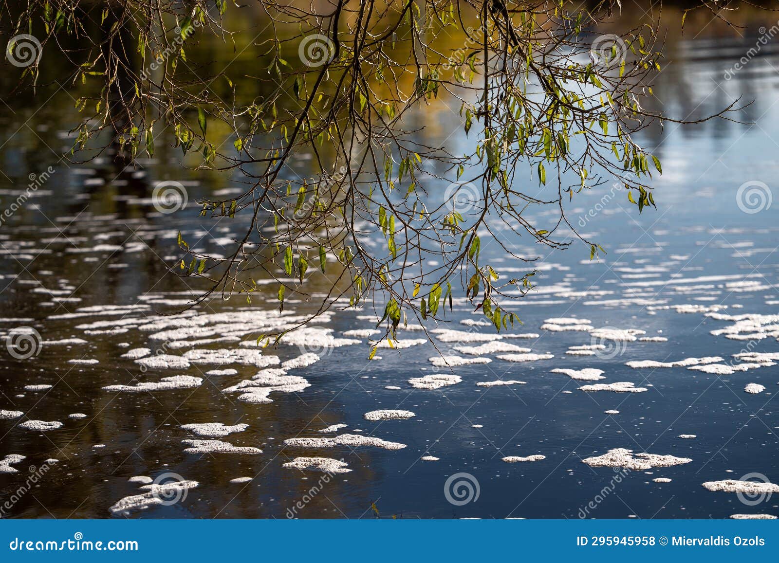 low-slung willow branches
