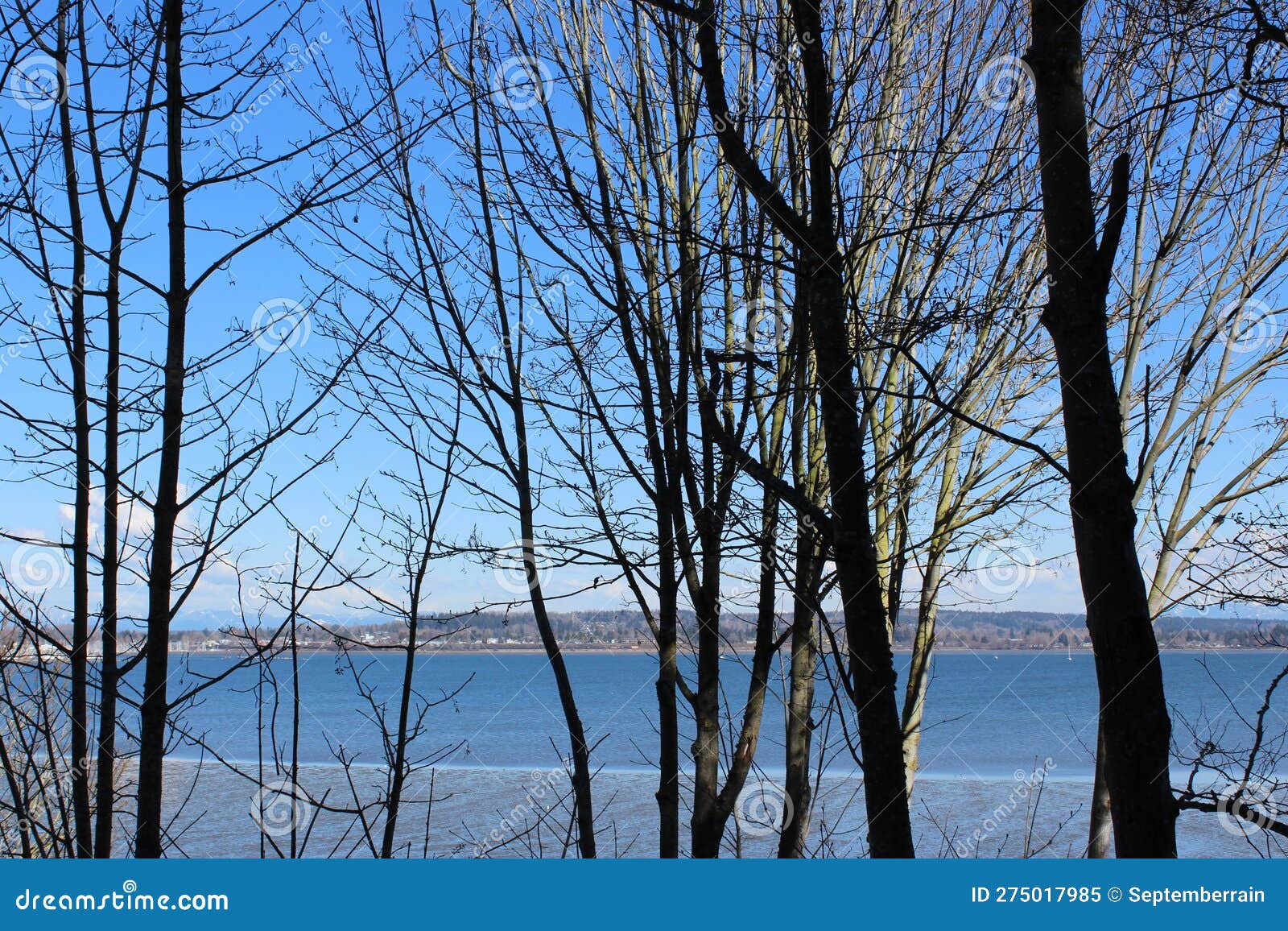 Low Tide Drayton Harbor View through Bare Branches Stock Image Image