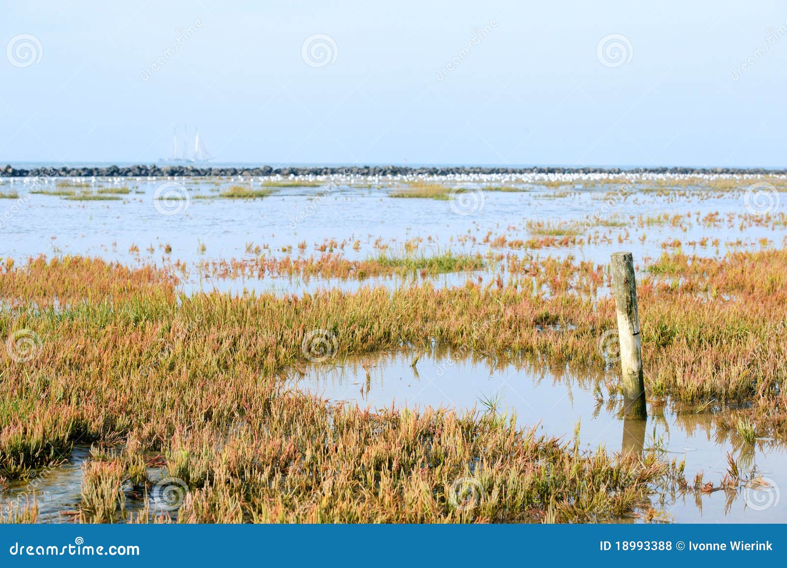 low tide at the wadden island