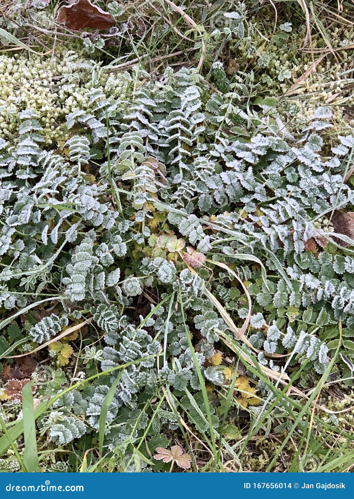 Low Vegetation Covered with Frost in a Thin Layer with Visible Crystals