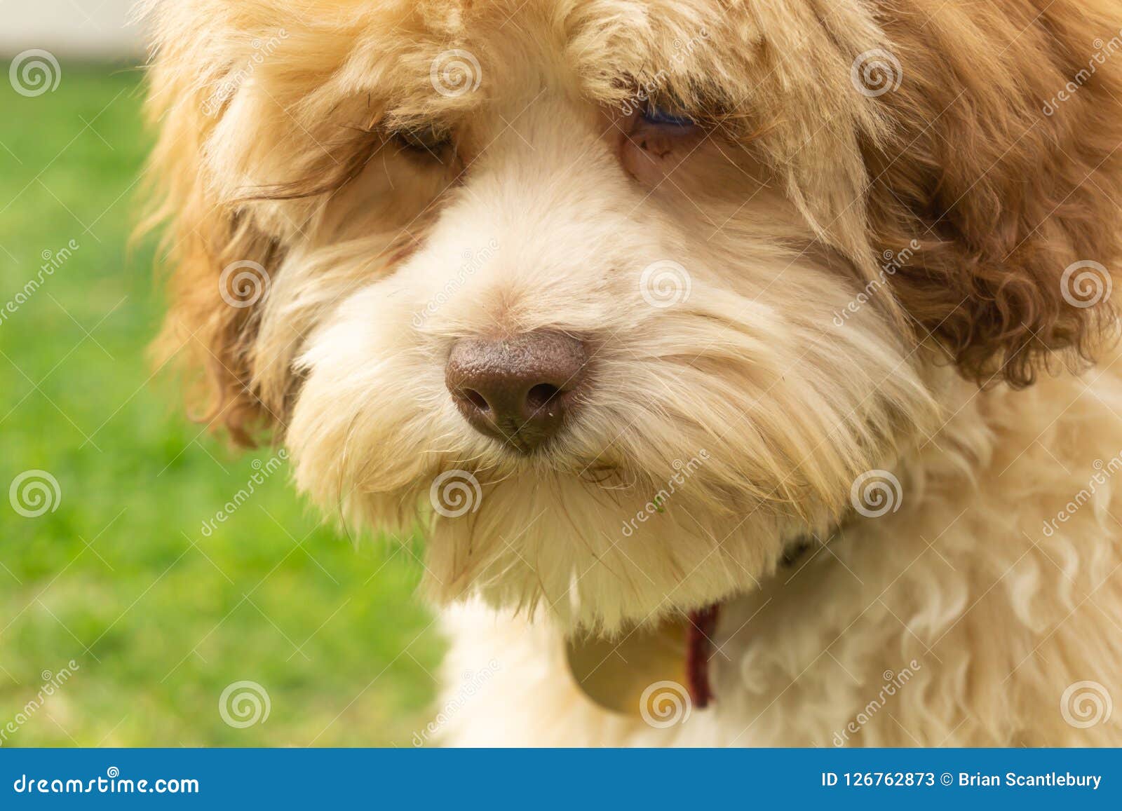lowchen puppy portrait