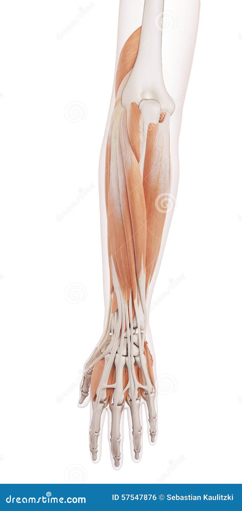 The lower arm muscles stock illustration. Illustration of health - 57547876