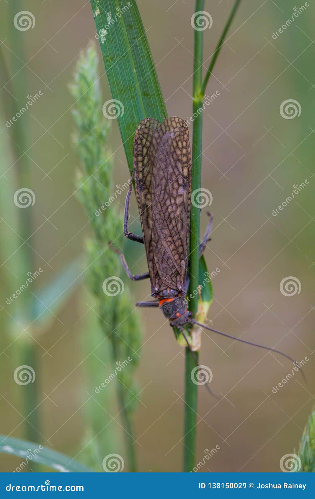 https://thumbs.dreamstime.com/z/lower-deschutes-river-oregon-fly-fishing-trip-may-salmonfly-bug-waiting-leaves-grass-along-banks-138150029.jpg