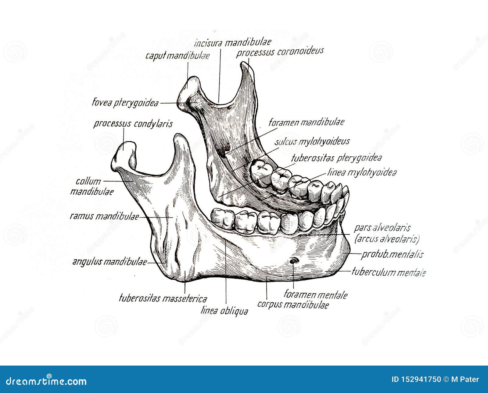 Lower Bone Drawing and Components Illustration - of scalp, detail: 152941750