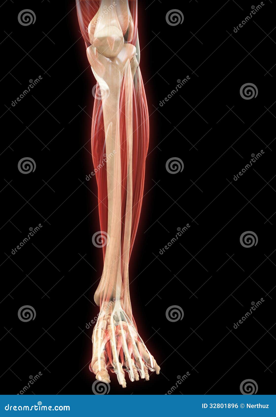 Lower Legs Muscles Anatomy stock illustration. Illustration of ligament