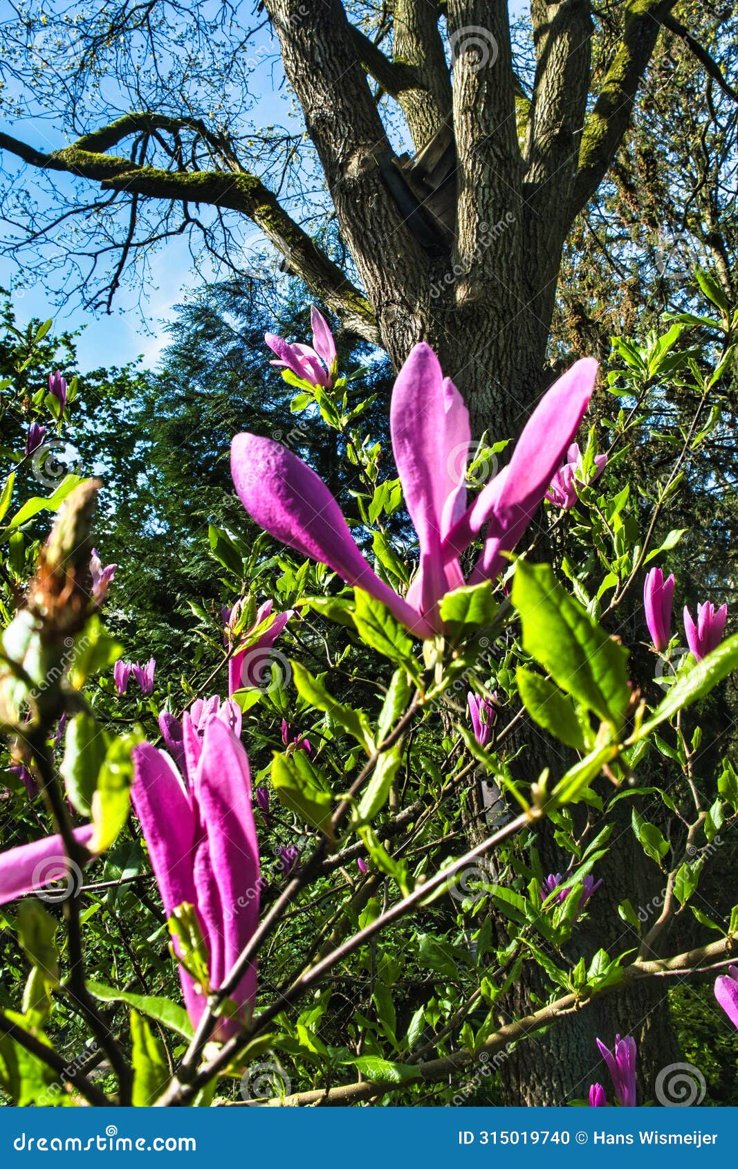 lowers of magnolia liliiflora