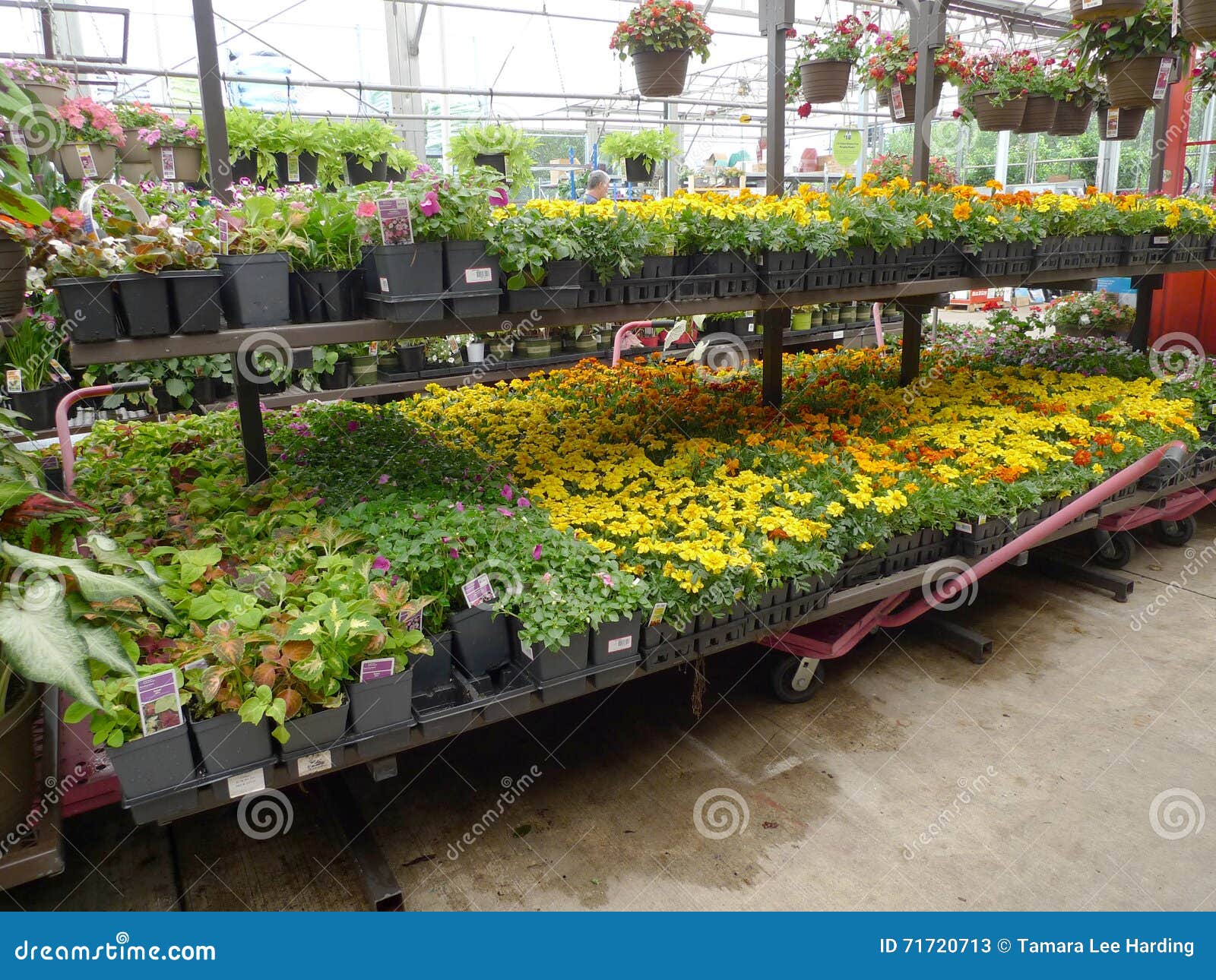 Lowes Garden Center Flowers In Spring Editorial Stock Photo