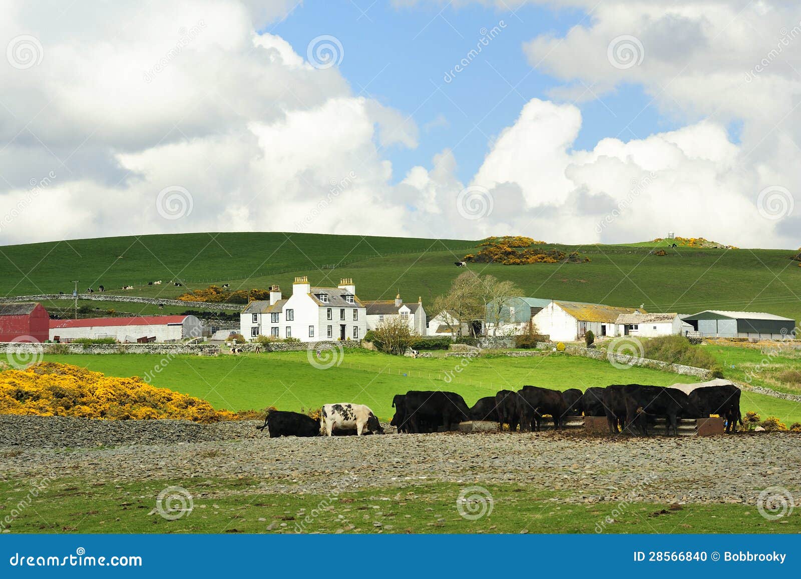 lowland cattle farm, scotland