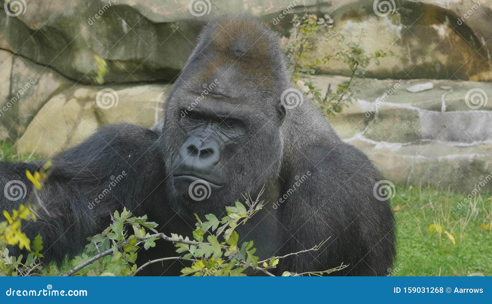 lowland gorilla on the epic pose of solving his problems
