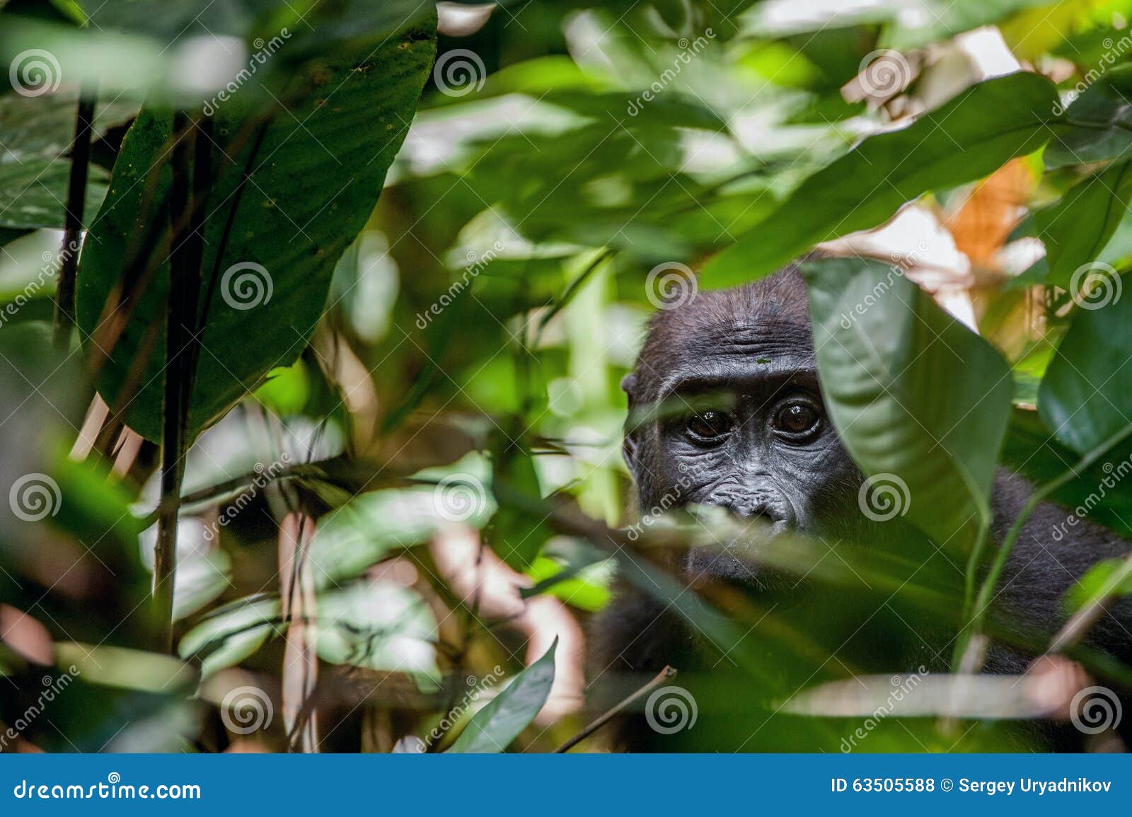 lowland gorilla in jungle congo. portrait of a western lowland gorilla (gorilla gorilla gorilla) close up at a short distance. you