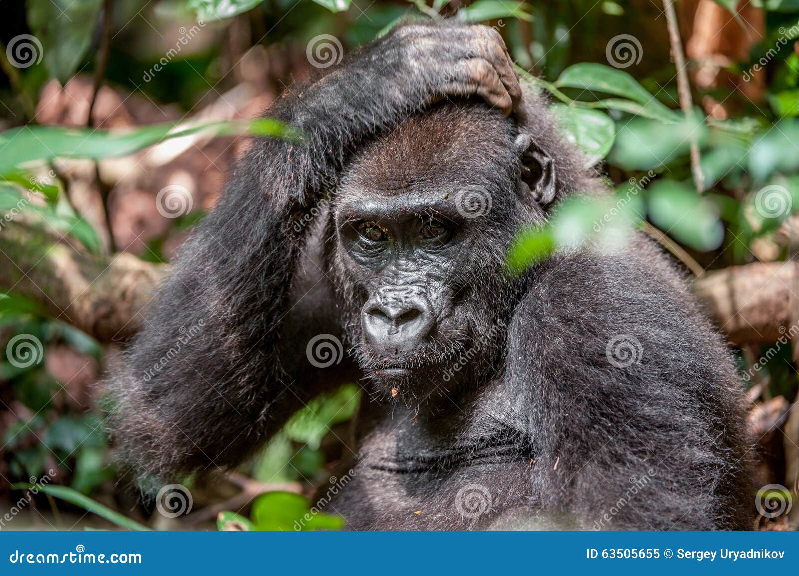 lowland gorilla in jungle congo. portrait of a western lowland gorilla (gorilla gorilla gorilla) close up at a short distance. you