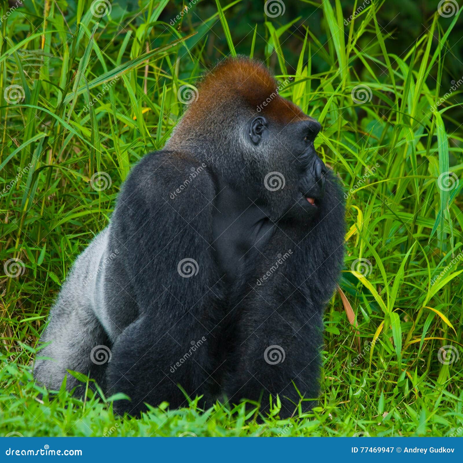 Lowland Gorillas in the Wild. Republic of the Congo Stock Image Image