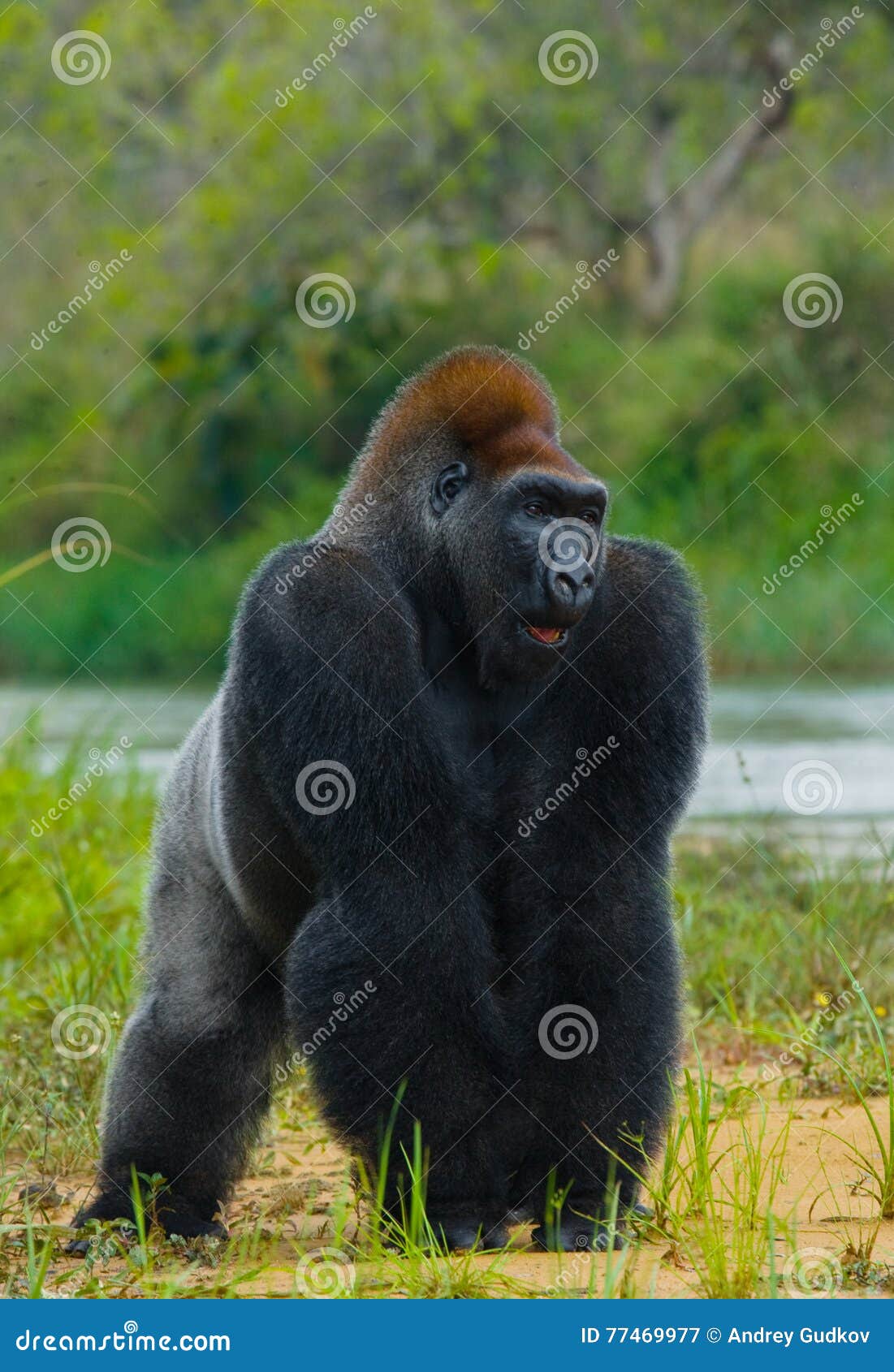 Lowland Gorillas in the Wild. Republic of the Congo Stock Image Image