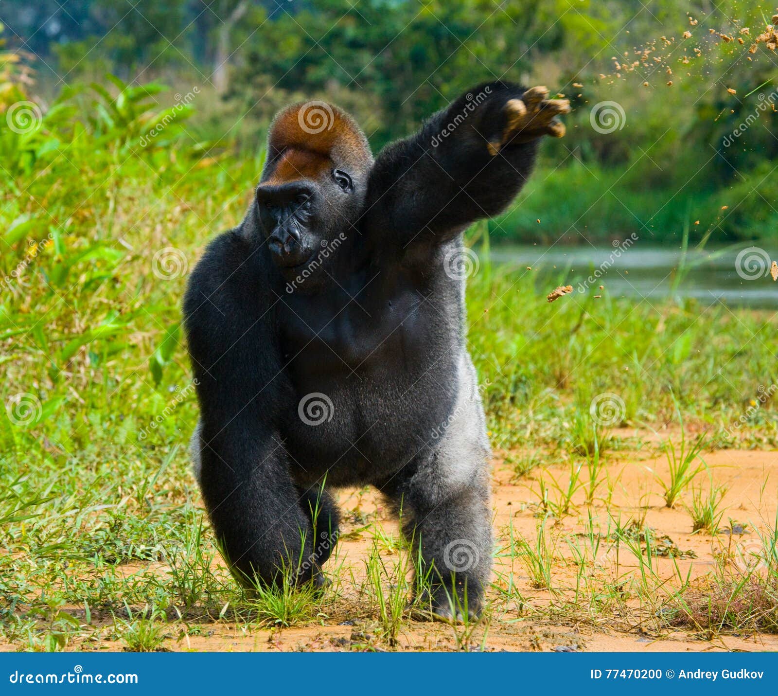 wild republic gorilla