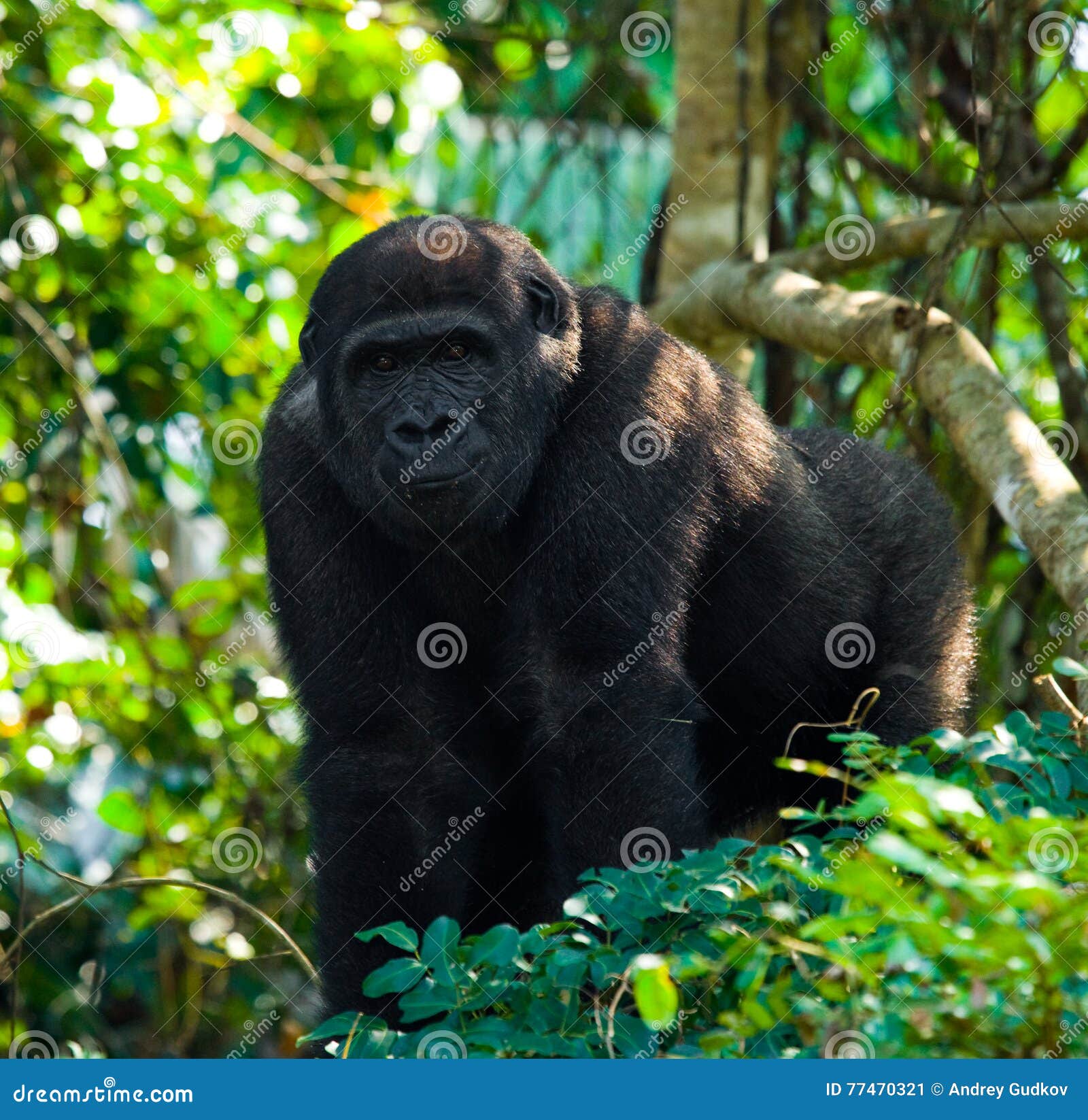 Lowland Gorillas in the Wild. Republic of the Congo Stock Image Image