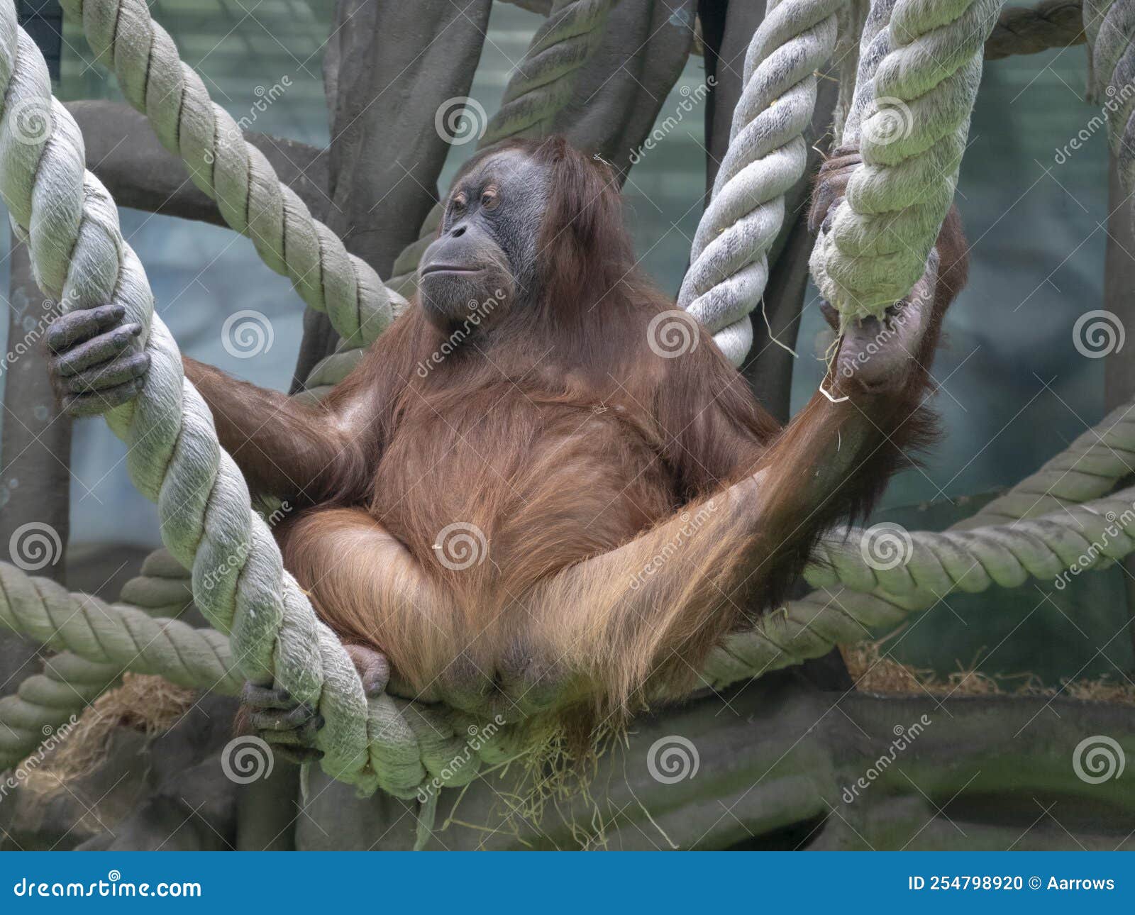 lowland orangutan on the epic pose of solving his problems