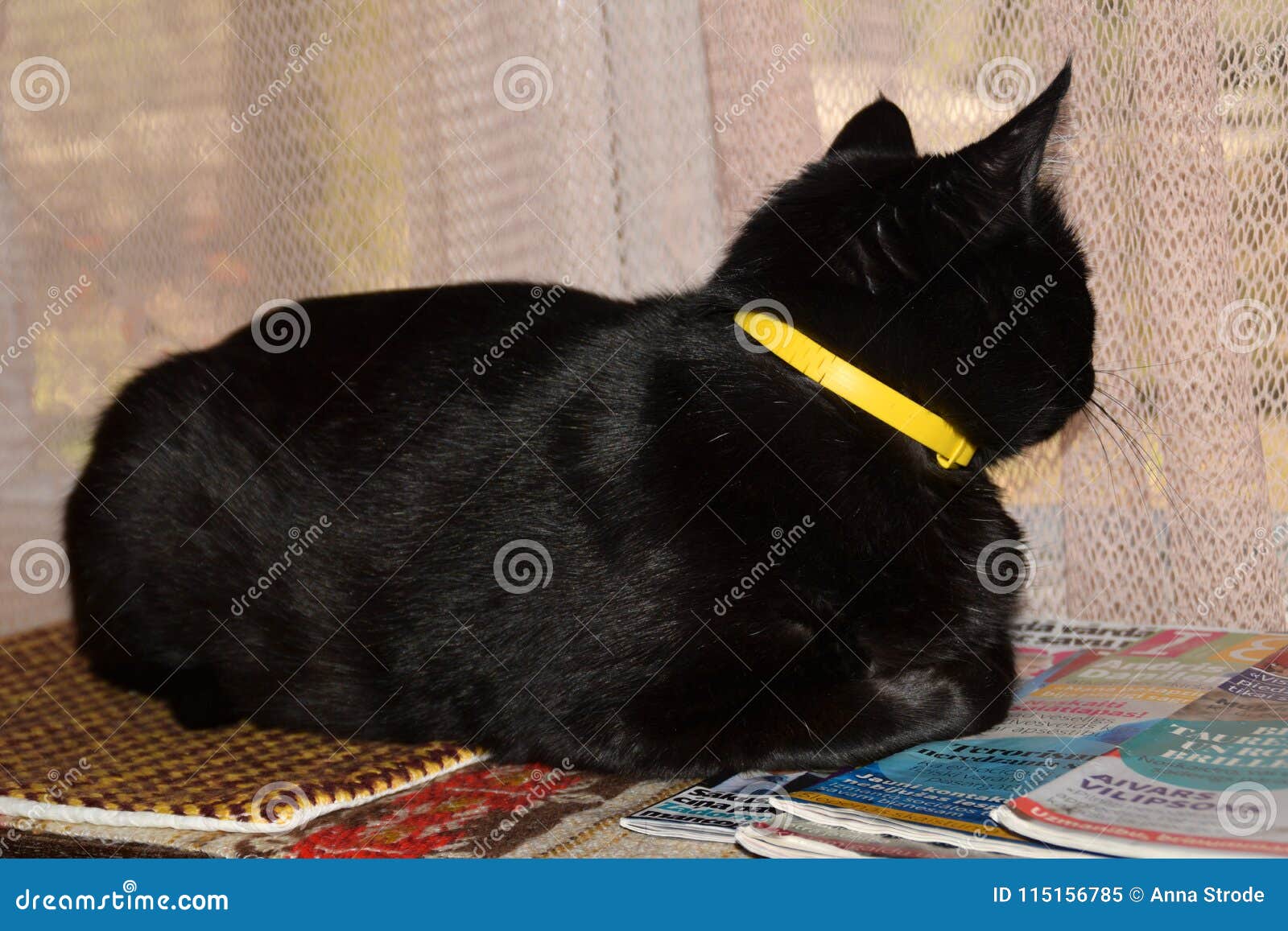 Loyal Cat  Waiting  For His Owner  To Return Home Stock 