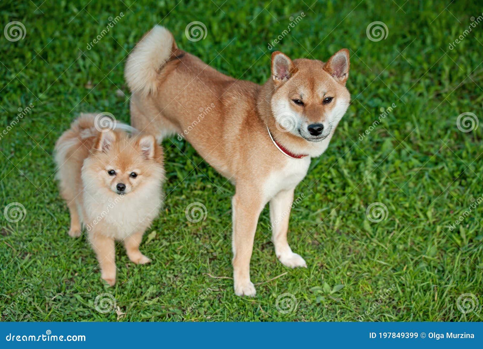 Bryde igennem Investere grit Loyal Friend.Shiba Inu and Pomeranian Puppy Stock Image - Image of  beautiful, loyal: 197849399
