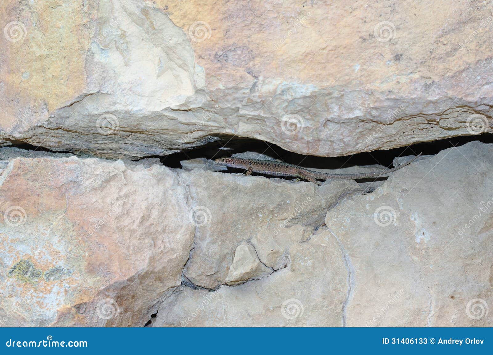 Lucertola Alla Crepa Di Roccia Immagine Stock Immagine di aperto