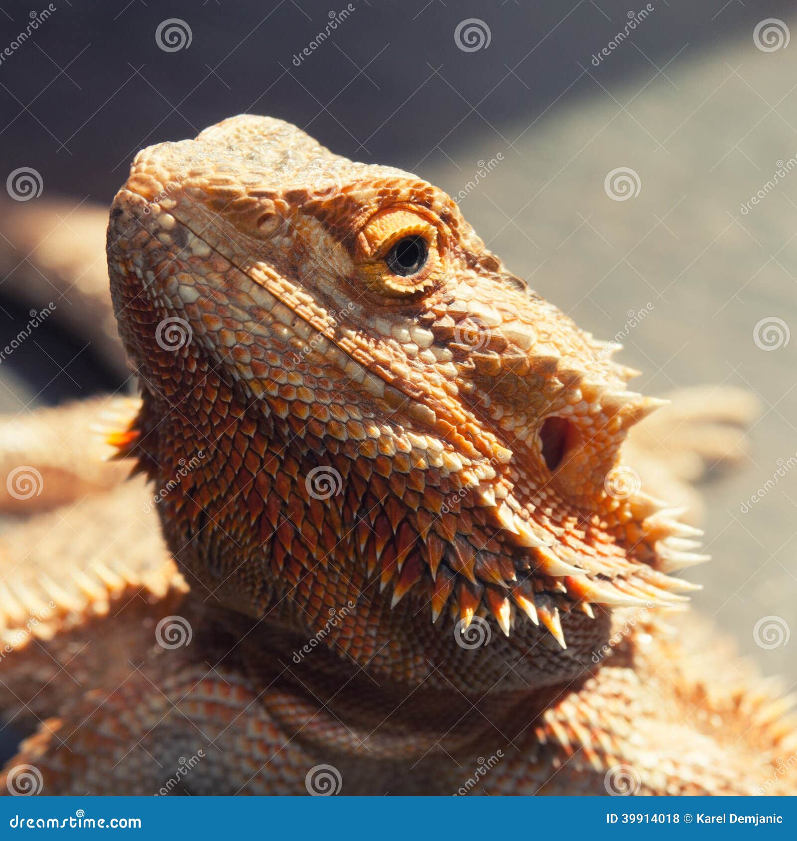 Lucertola Barbuta Dell'agama Fotografia Stock - Immagine di seduta