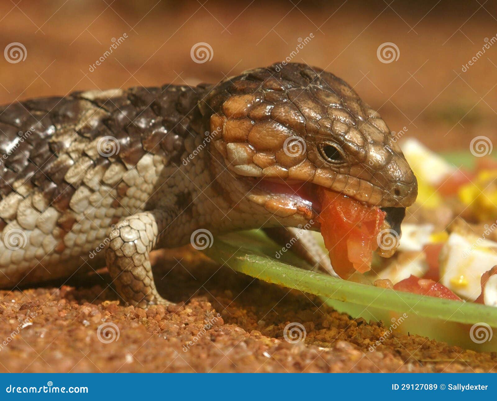 Lucertola Bobtail Che Mangia Pranzo Immagine Stock Immagine di