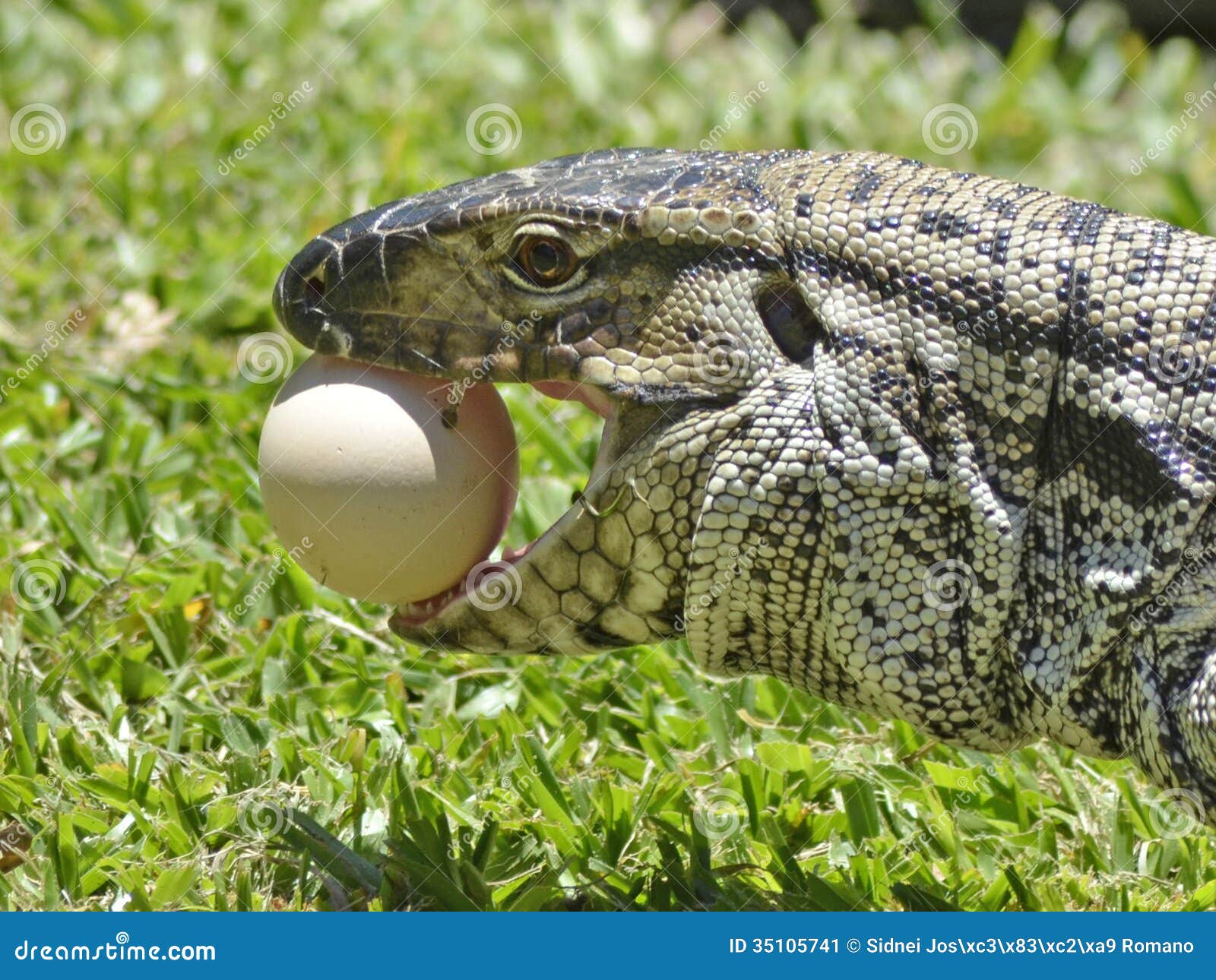 Lucertola Che Mangia Le Uova Immagine Stock Immagine di uovo, rettile