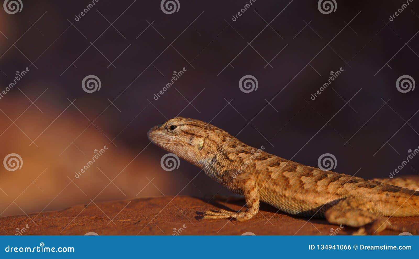 Una Lucertola Spinosa Del Deserto Maschio Adulto Immagini E Fotografie - Foto 5