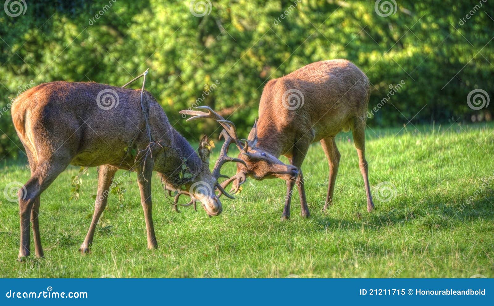 https://thumbs.dreamstime.com/z/lucha-de-la-cornamenta-de-los-machos-de-los-ciervos-rojos-durante-la-estaci%C3%B3n-de-la-rodera-21211715.jpg