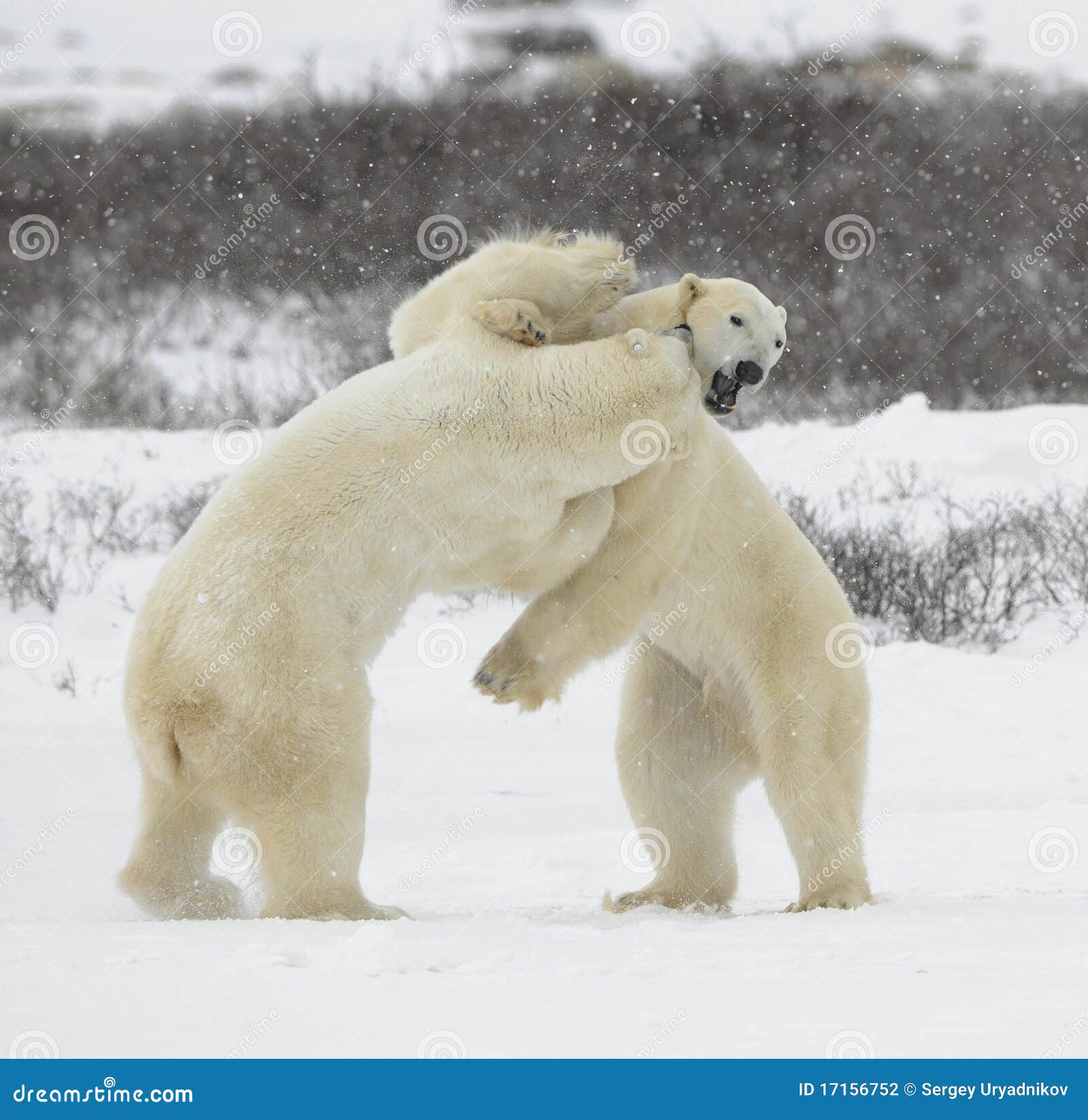 Lucha de osos polares. 1 foto de archivo. Imagen de juego 17156752