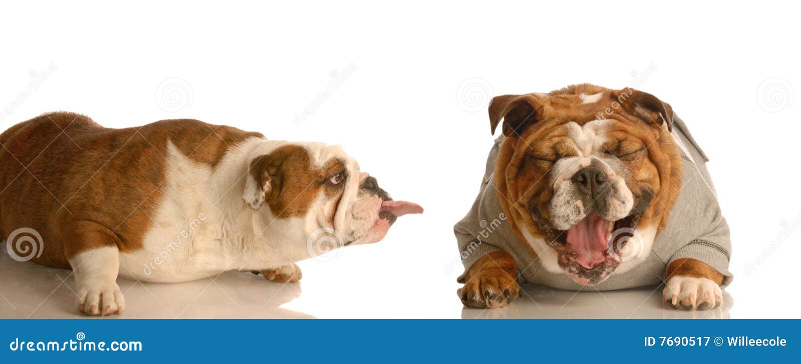 14,896 El Perro Riendo Fotos de stock - Fotos libres de regalías de  Dreamstime, image size:1600x728