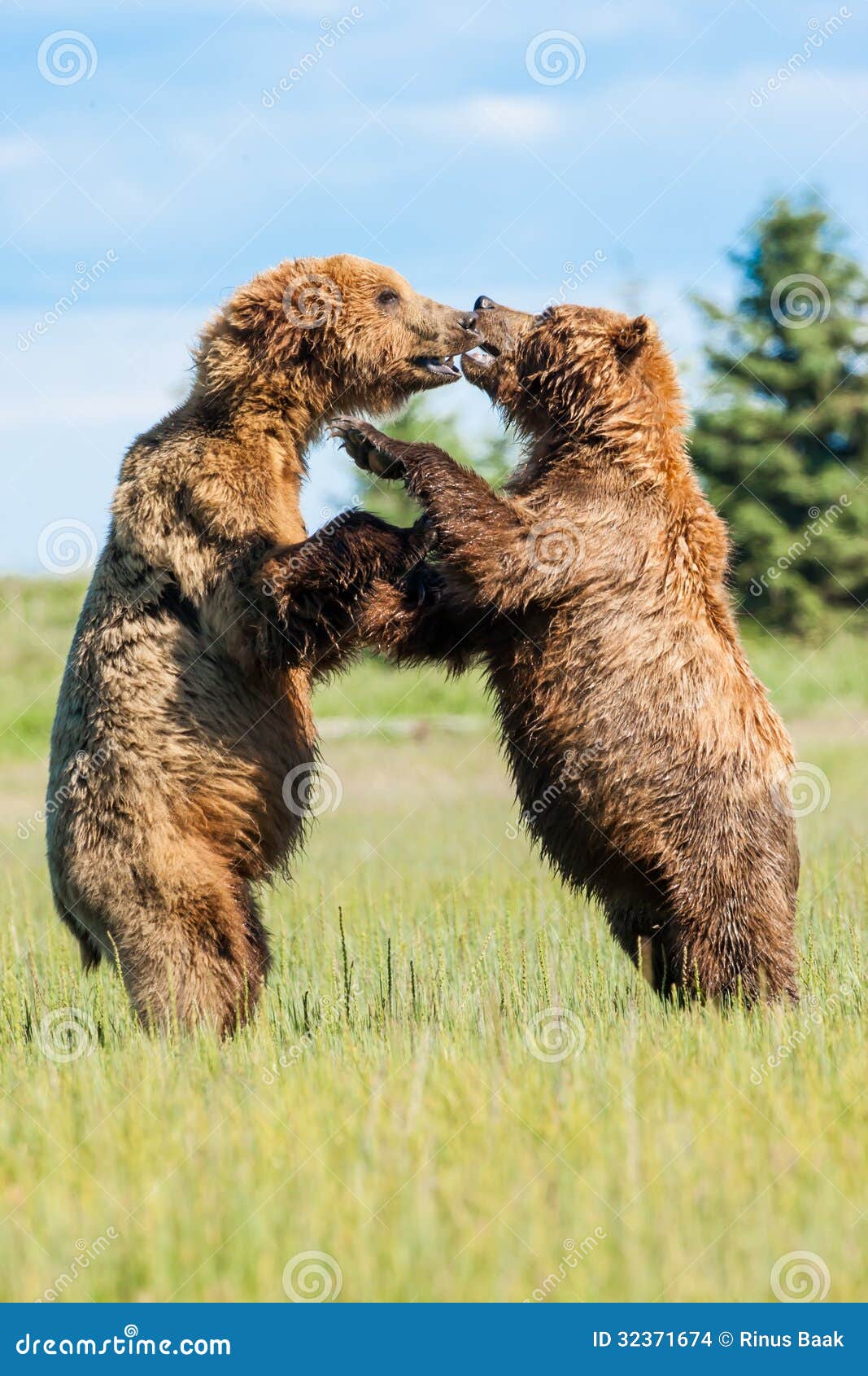 Lucha del oso foto de archivo. Imagen de juego, juvenil 32371674