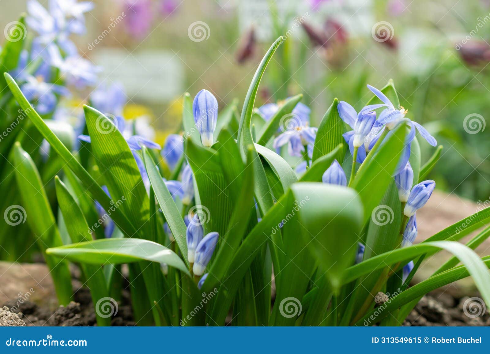 luciles glory of the snow or chionodoxa luciliae flowers in saint gallen in switzerland