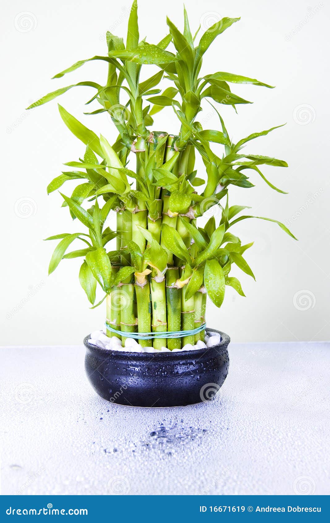 Lucky bamboo stock image. Image of wood, background, happiness 16671619