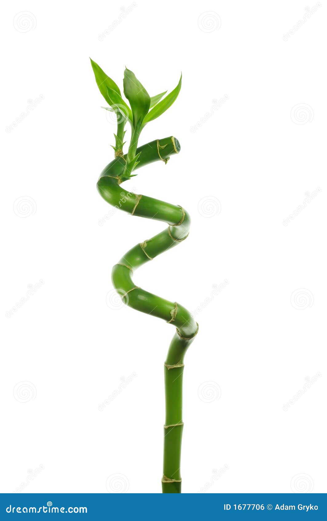 Lucky bamboo stock photo. Image of fengshui, white, asia 1677706