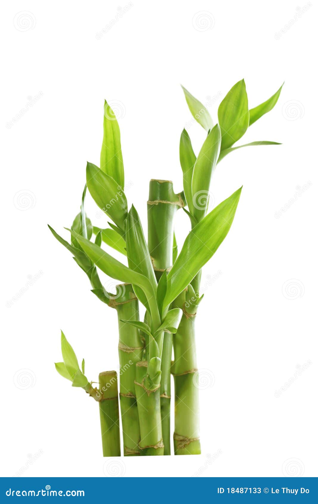 lucky bamboo